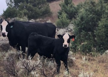 A cow-calf pair on Annabel Morgan's Montana Ranch