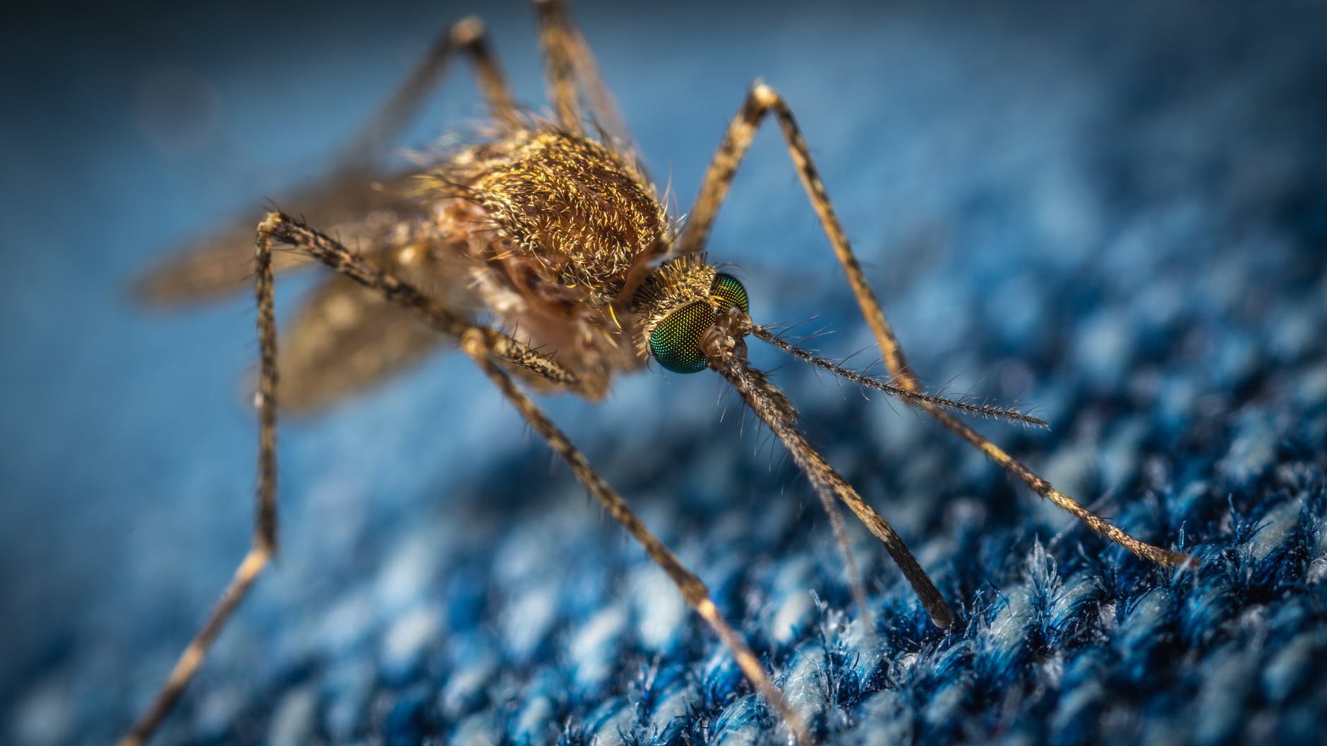 photo macro d'un moustique brun