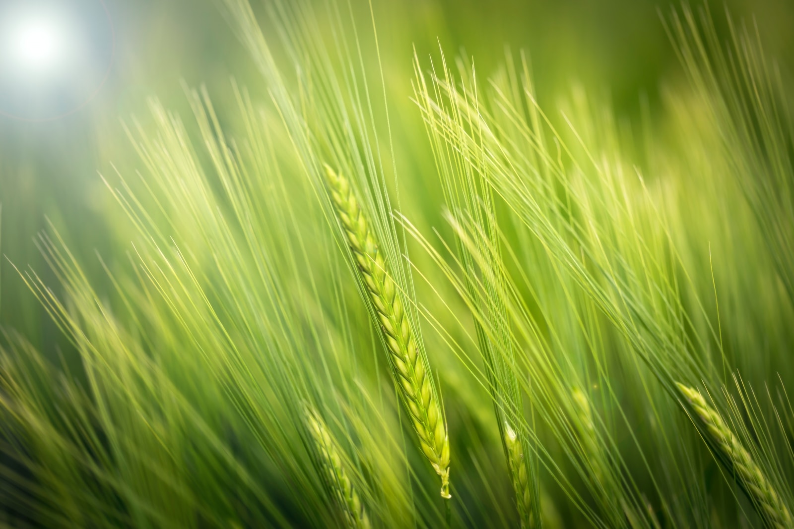 photo of wheat