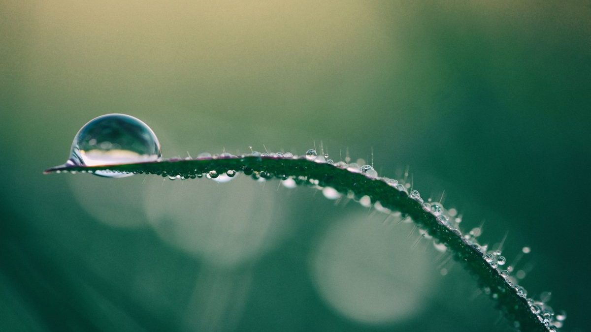 macro photography of drop of water on top of green plant